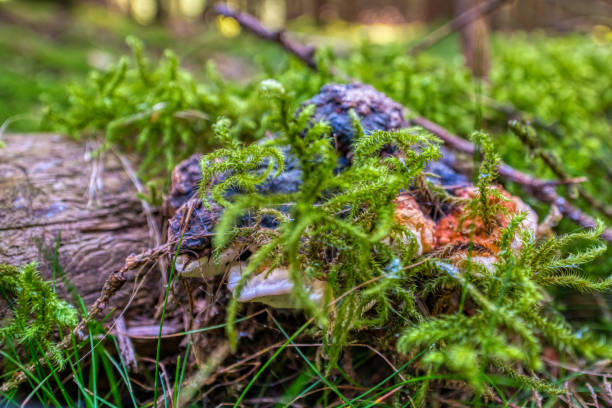istock tree mushrooms in the Thuringian Forest 1276788475