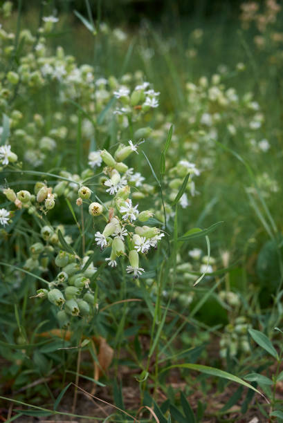 istock Silene vulgaris in bloom 1276789538