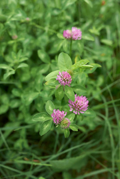 istock Trifolium pratense close up 1276789539