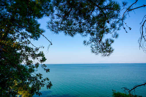 Landscape of open sea with green vegetation, canopy of the pine tree, islands are far away in background.