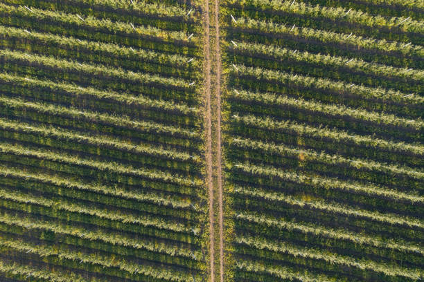 istock Young fruit trees garden near rural road. 1276792045