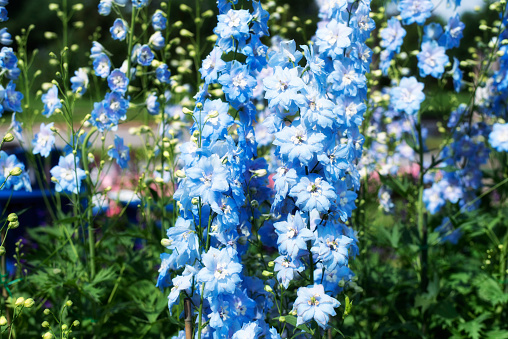 Delphinium is a species of flowering Plant in the buttercup family.
