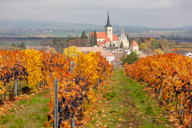 istock Vineyard in autumn near Pulkau, Lower Austria, Austria 1276792362