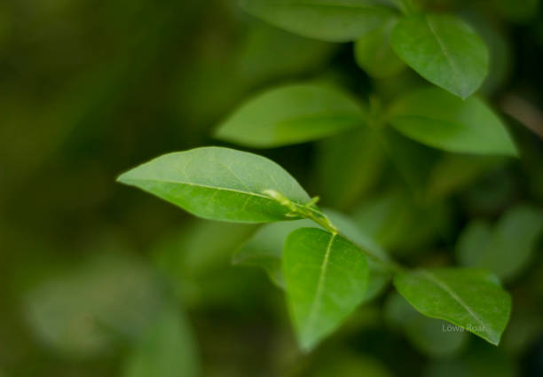 istock Green tree leaves in the field 1276793768