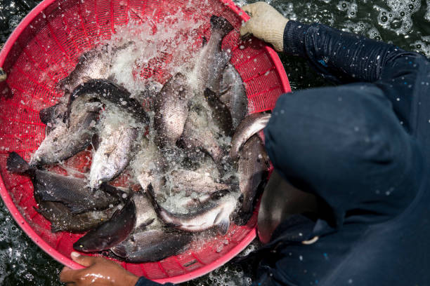 istock the harvest of white snapper 1276794038