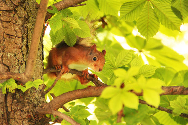 istock Sciurus. Rodent. A squirrel is sitting on a tree. Beautiful red squirrel in the park 1276794982