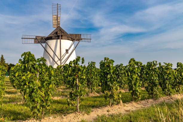 Vineyard near Windmill Retz, Lower Austria, Austria