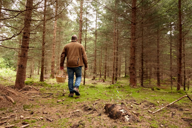 Rear view of mature man carrying a basket with mushooms in the forest stock photo