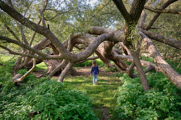 niña caminando bajo un hermoso y enorme sauce - children only tree area exploration freshness fotografías e imágenes de stock