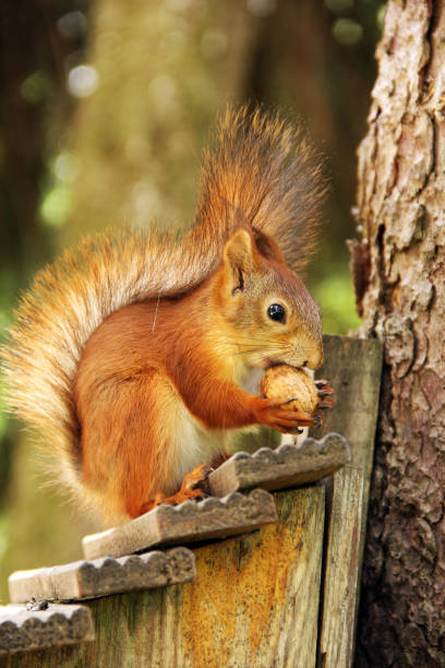istock Sciurus. Rodent. Squirrel on the birdhouse. Beautiful red squirrel on a tree 1276796161
