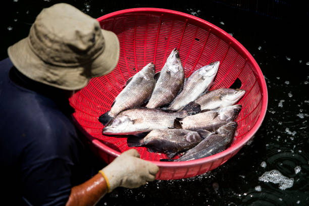 istock the harvest of white snapper 1276796315