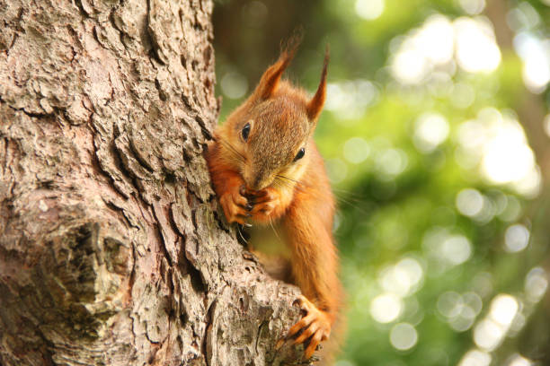istock Sciurus. Rodent. The squirrel sits on a tree and eats. Beautiful red squirrel in the park 1276796361
