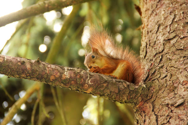 istock Sciurus. Rodent. The squirrel sits on a tree and eats. Beautiful red squirrel in the park 1276796409