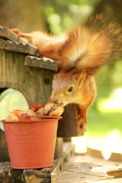 istock Sciurus. Rodent. Squirrel on the birdhouse. Beautiful red squirrel on a tree 1276797443