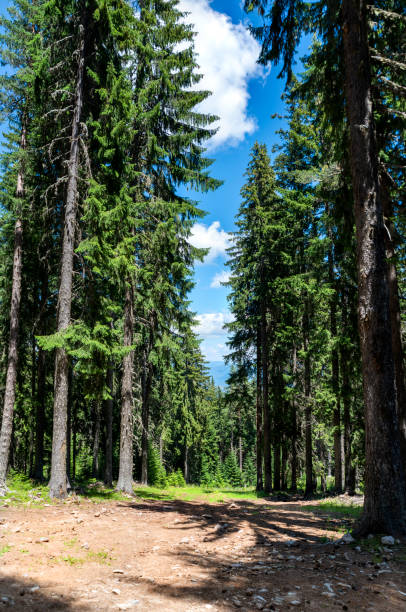 Country road in Pirin Mountain. Bulgaria, Europe.