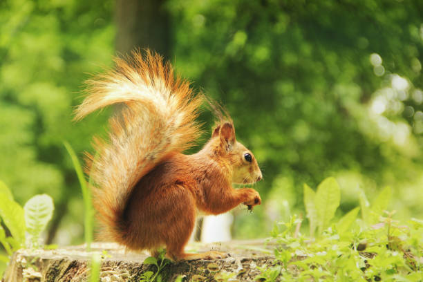 istock Squirrel close up. Sciurus. Rodent. Beautiful red squirrel in the park 1276798386