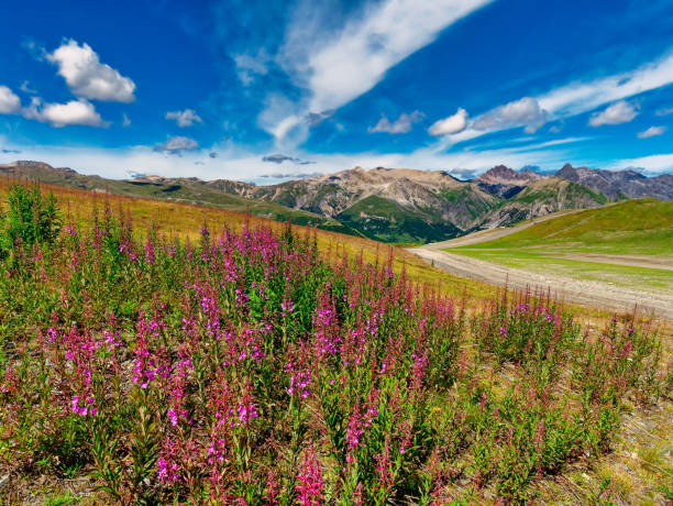 istock mountain landscape with meadow in summer 1276798562