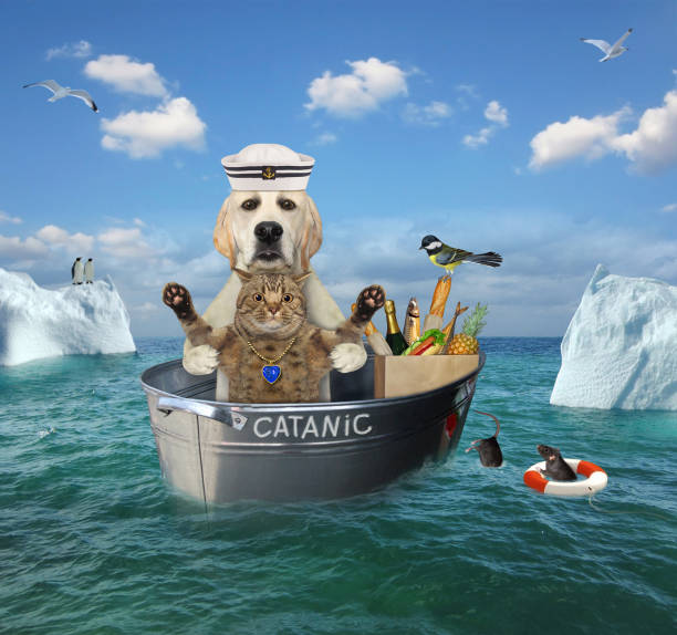 istock Dog with cat drifting in washtub 1276798627