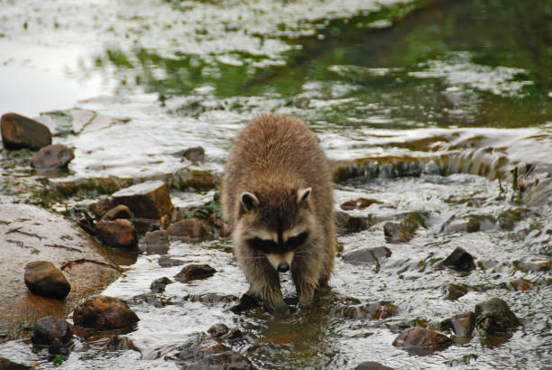енотови́дная соба́ка - raccoon dog стоковые фото и изображения
