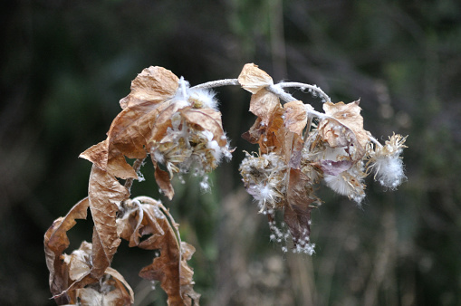 the leaves of the thistle die from the embrace of the cold winter