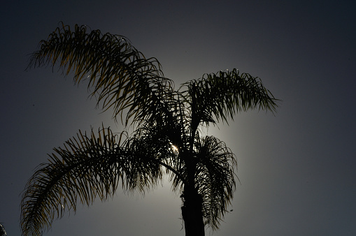 the sun hides behind the palm tree