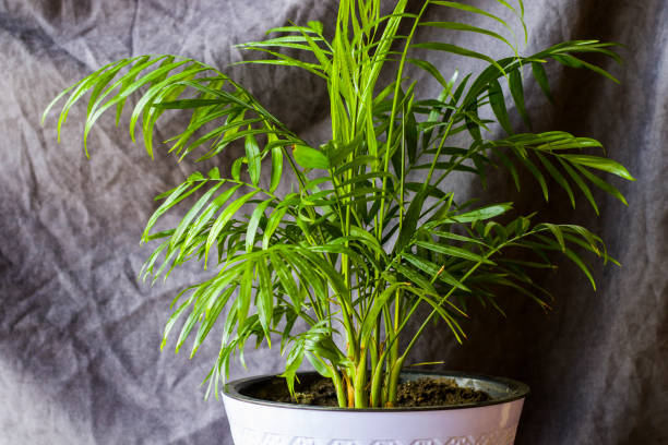 Indoor palm tree, Chrysalidocarpus Lutescens Areca plants, home air plants in room Indoor palm tree, Chrysalidocarpus Lutescens Areca plants, home  air plants in room areca stock pictures, royalty-free photos & images