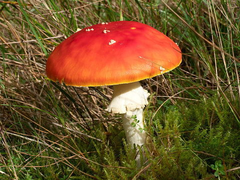 A Fly Agaric Mushroom (Amanita muscaria). in the forest in Scotland.