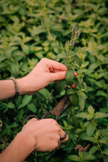istock Picking mint in the garden 1276801242