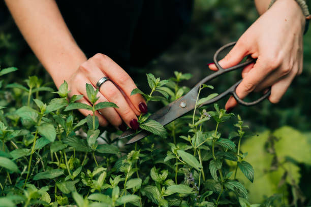 istock Picking mint in the garden 1276801244