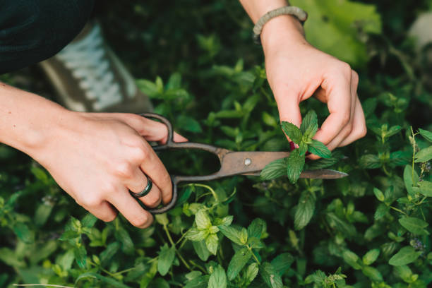 istock Picking mint in the garden 1276801246