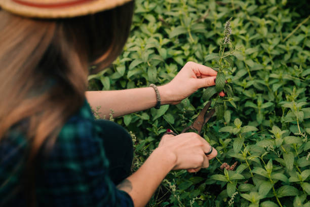 istock Picking mint in the garden 1276801249