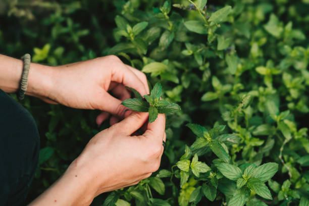 istock Picking mint in the garden 1276801250