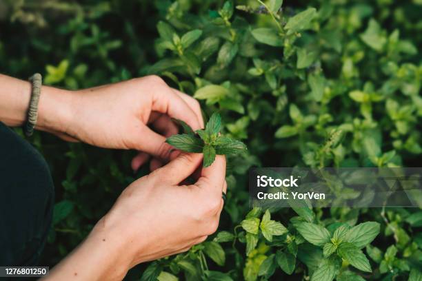 Picking Mint In The Garden Stock Photo - Download Image Now - Mint Leaf - Culinary, Mint - Plant Family, Picking - Harvesting
