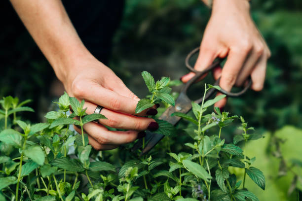 istock Picking mint in the garden 1276801252