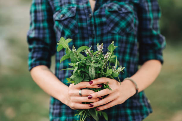 istock Picking mint in the garden 1276801253