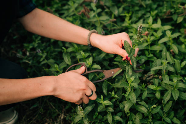 Picking mint in the garden