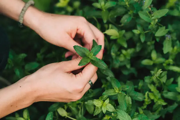 Photo of Picking mint in the garden