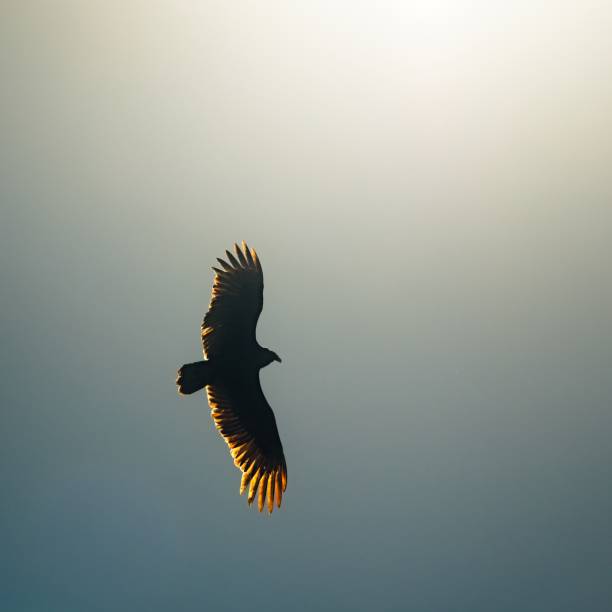 Black Vulture in Sun Lit Blue Sky The Woodlands TX USA - 02-07-2020  -  Black Vulture in Sun Lit Blue Sky american black vulture photos stock pictures, royalty-free photos & images
