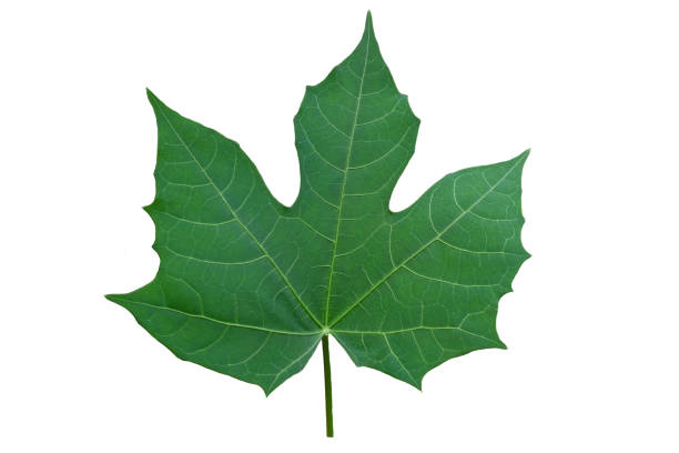 istock Green leaves, chaya leaves  with white background. 1276803295