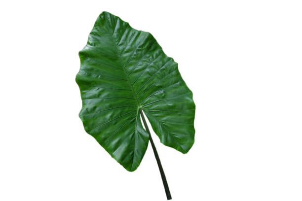 istock Elephant ear, Green leaves isolated with white background. 1276803317