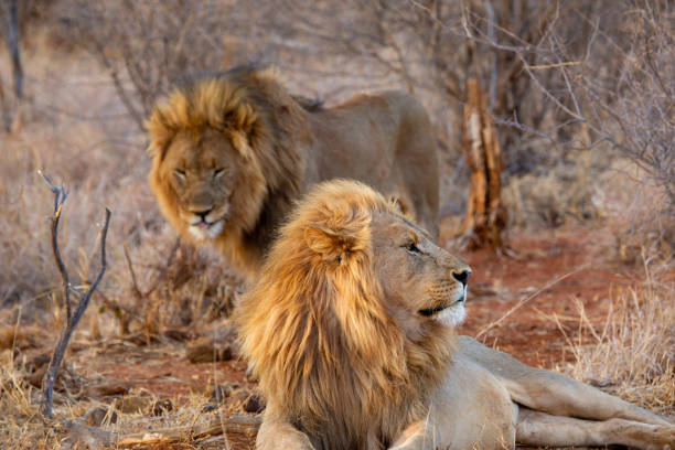 istock Lions in Madikwe Game Reserve 1276804967