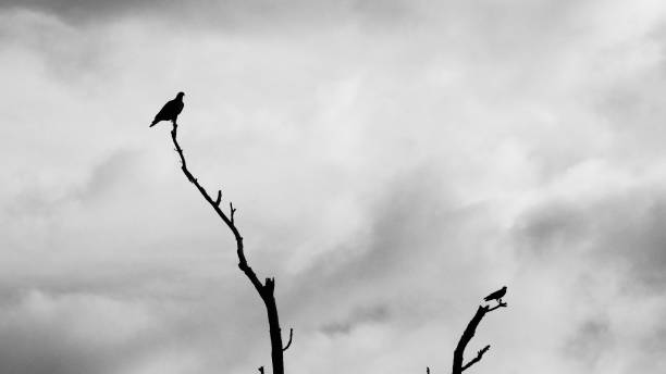 istock Hawk & Crow on Top of Dead Trees B&W 1276805124