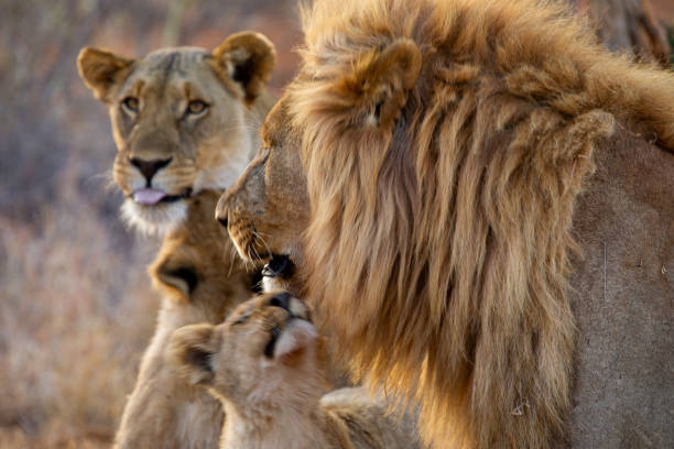 istock Lion Family in Madikwe 1276805257
