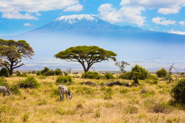 istock Pair of zebras graze 1276807087