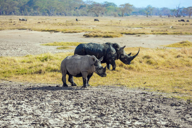 istock Gorgeous wild rhinos 1276807094