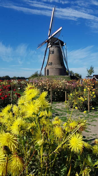 istock Dahlia garden with windmill in Holland 1276807269