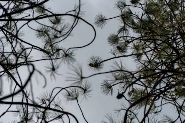 Near silhouette shot of pine tree branches leave and pine cones