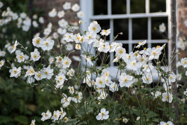 Japanese anemone flowers in front of white cottage window White flowers of Japanese anemome plants Anemone x hybrida Honorine Jobert in domestic cottage garden setting in the United Kingdom anemone flower photos stock pictures, royalty-free photos & images