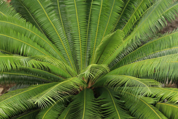 istock Green mini leaf tone in natue for background 1276808259