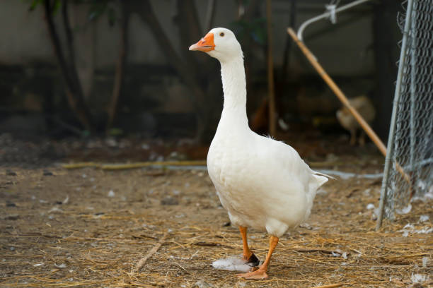 istock The white goose in summer at farm thailand 1276808310